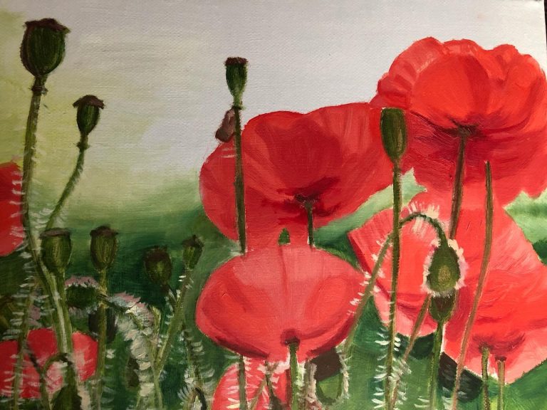 Pipacsok / Red poppies